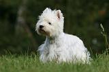 WESTIE 282